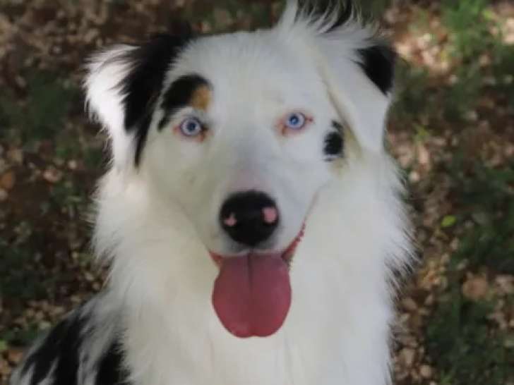 Chiot femelle Berger Australien tricolore à la recherche d'un foyer