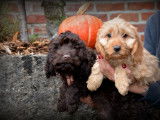 Chiots Cockapoo à vendre