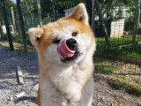 Mâle Akita Inu LOF pour saillie