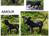 Chiots Staffie (Staffordshire Bull Terrier) LOF à vendre