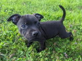 Chiots Staffie (Staffordshire Bull Terrier) LOF à vendre