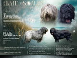 Chiots Briards à réserver