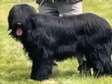 Chiots Briards Noirs porteur de bleu à réserver