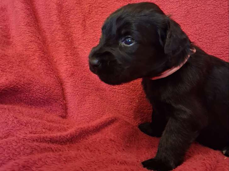 Chiots Briards Noirs porteur de bleu à réserver