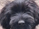 Chiots Briards Noirs