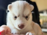 Chiots Husky de sibérie LOF avec parents testés à vendre