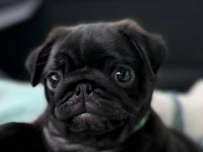 Superbe chiot Carlin noir à vendre