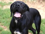 À adopter, chien Braque d'un an
