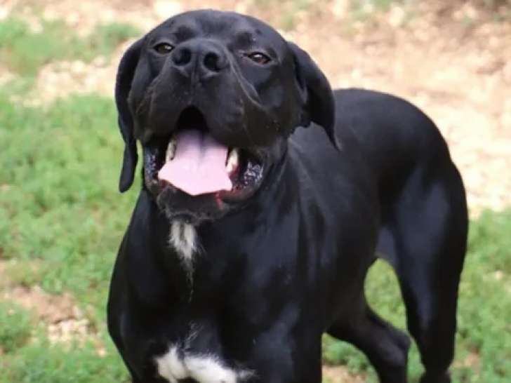 À adopter, chien Braque d'un an