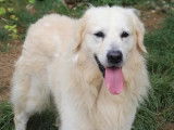 Disponible à l'adoption, chien Golden Retriever sable
