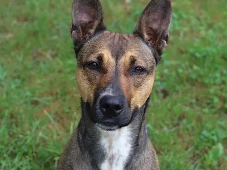 En attente d'adoption, chienne fauve charbonnée
