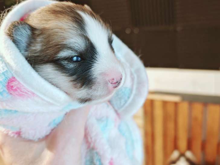 Chiots Pomsky F5 toy à vendre