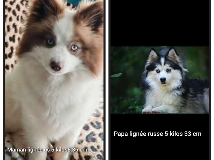 Chiots Pomsky F5 toy à vendre