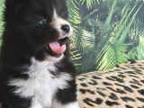 Chiots Pomsky F5 toy à vendre