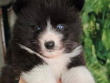 Chiots Pomsky F5 toy à vendre