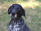En attente d'une famille, chien Braque de 9 ans