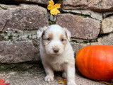 Chiots Berger Australien à vendre