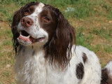 À accueillir, chien Épagneul chocolat et blanc