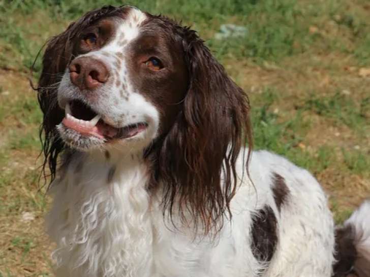 À accueillir, chien Épagneul chocolat et blanc