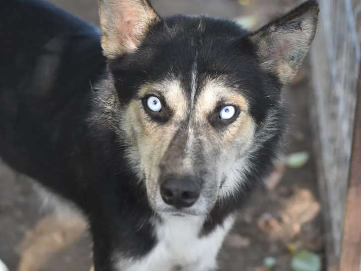 En quête d'un foyer, chien Berger noir et beige