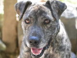 Adoption disponible : chienne bringée