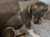 À la recherche d’une famille, chiot mâle tricolore