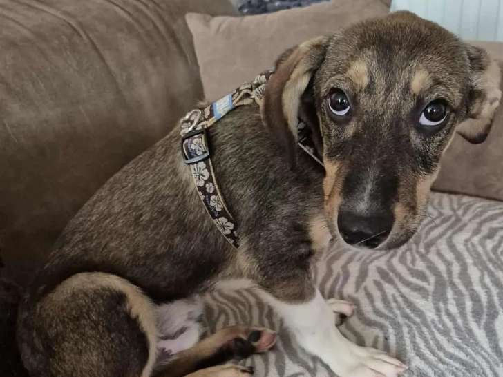 À la recherche d’une famille, chiot mâle tricolore