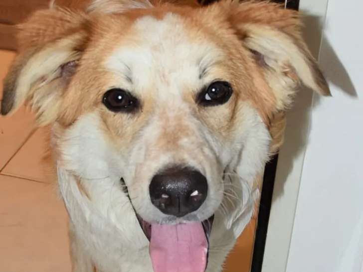 À adopter : chien roux et blanc