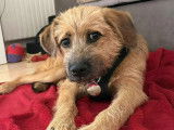 Disponible à l'adoption : chiot mâle Griffon de 6 mois