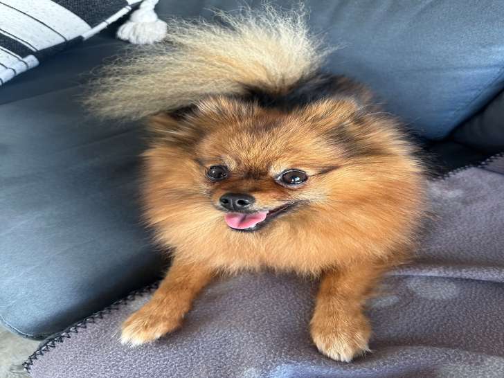 Cherche mâle Spitz nain pour saillie