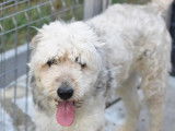 En attente d'adoption : chien gris et blanc