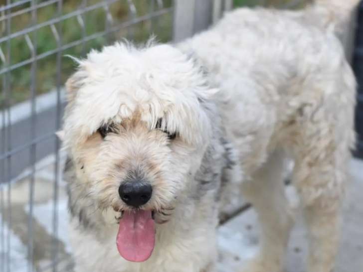En attente d'adoption : chien gris et blanc
