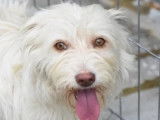 Prête pour l’adoption : chienne de 2 ans