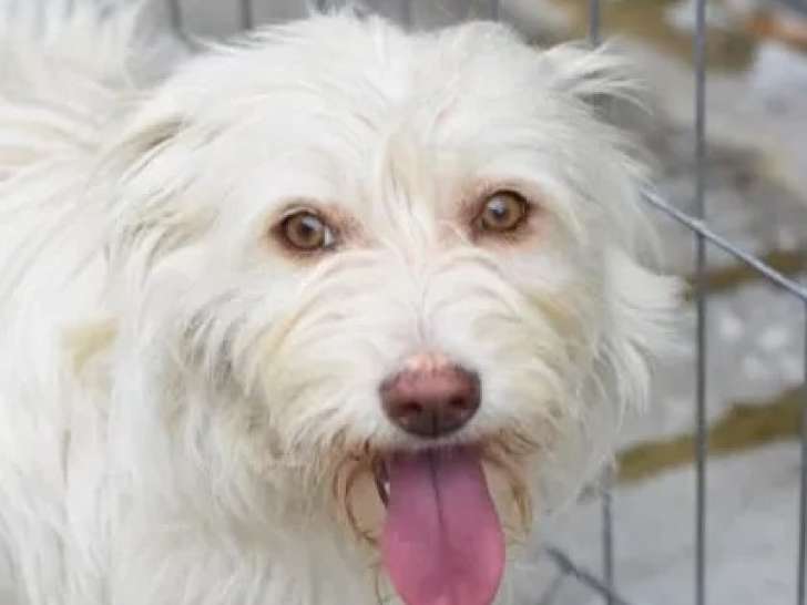 Prête pour l’adoption : chienne de 2 ans