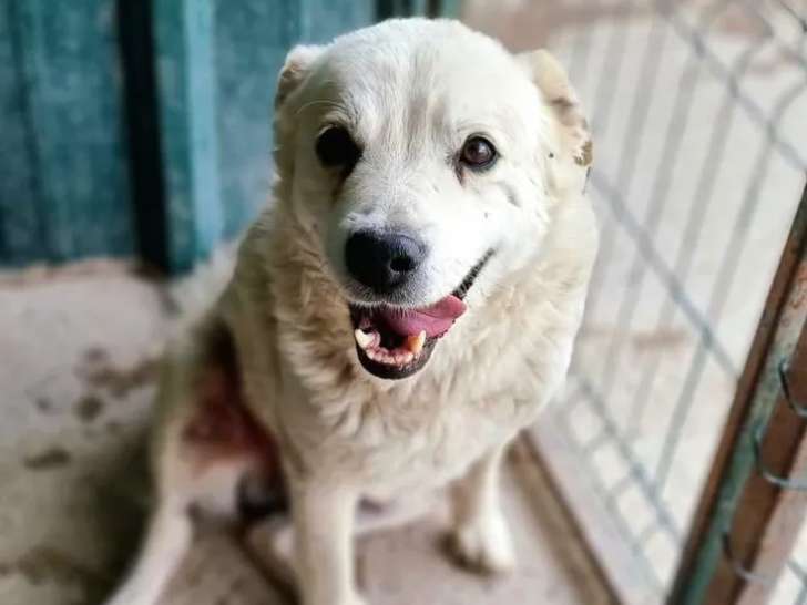 À accueillir : chien de couleur sable
