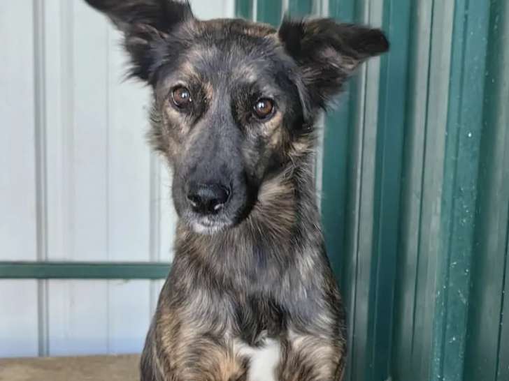 En quête d’une famille : chienne fauve charbonnée