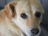 Adoption disponible : chienne âgée de 6 ans