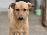 Chien de 4 ans à adopter