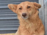 Chienne d'un an disponible à l'adoption
