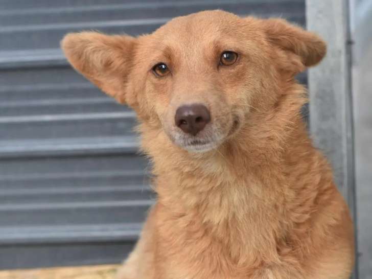 Chienne d'un an disponible à l'adoption