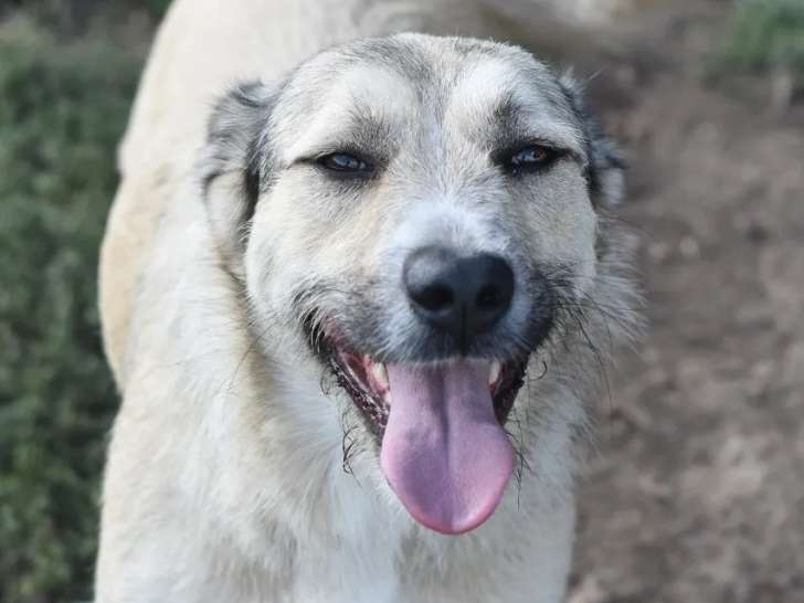 Chienne au pelage fauve charbonné en attente d'adoption