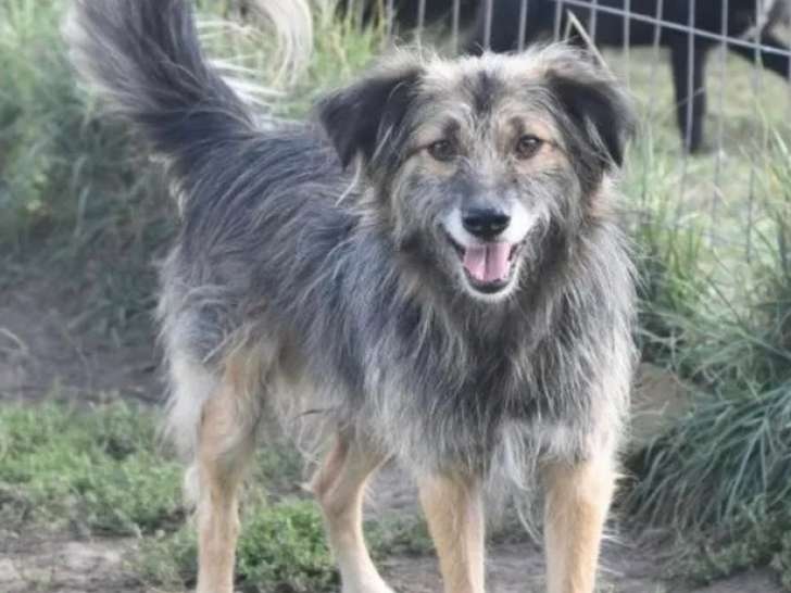 Chien tricolore prêt pour l’adoption
