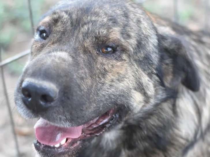 Chien bringé à accueillir