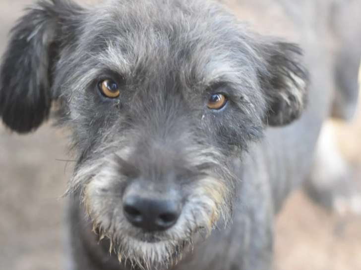 Chien gris et blanc en quête d’une famille