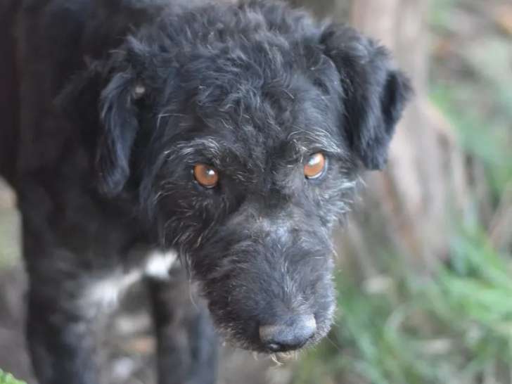 Chien gris et blanc à la recherche d’un foyer