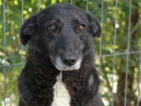 Adoption disponible : chienne noire avec marque blanche