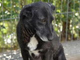 Adoption disponible : chienne noire avec marque blanche