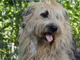 À adopter, chienne noire et beige