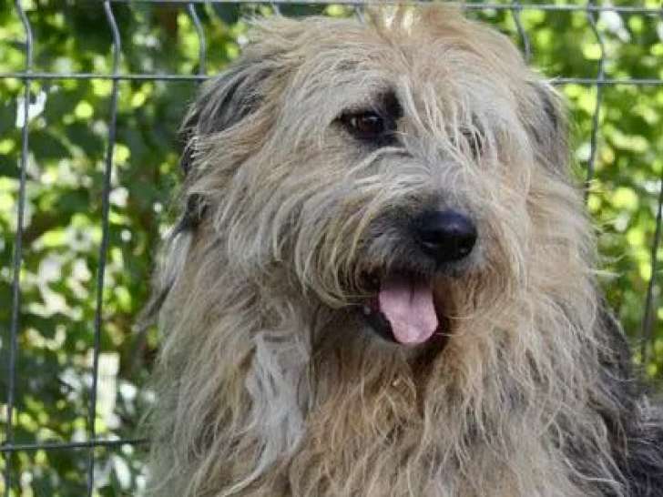 À adopter, chienne noire et beige