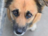 Disponible à l'adoption, chienne au pelage tricolore
